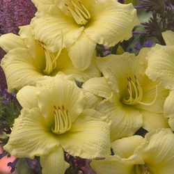 Going Bananas Daylily, in bloom