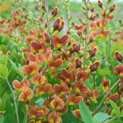 Decadence Cherries Jubilee False Indigo, in bloom