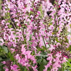 Flowers of Color Spires Pink Dawn Salvia
