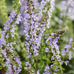 Flowers of Color Spires Crystal Blue Sage