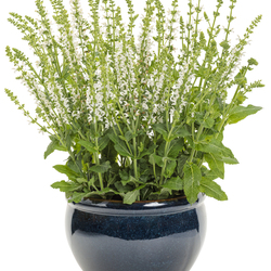 White Profusion Sage