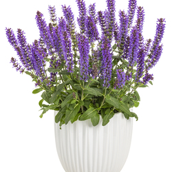 Violet Profusion Woodland Sage