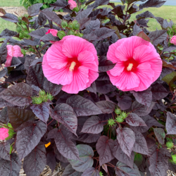 Summerific Edge of Night Rose Mallow, in bloom
