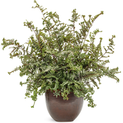 Crested Surf Japanese Painted Fern