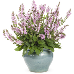 Color Spires Pink Dawn Salvia