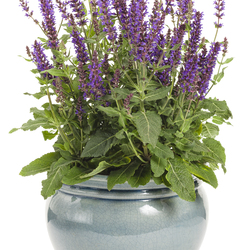 Color Spires Violet Riot Sage