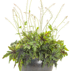 Cutting Edge Foamflower