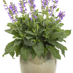 Color Spires Indiglo Girl Sage