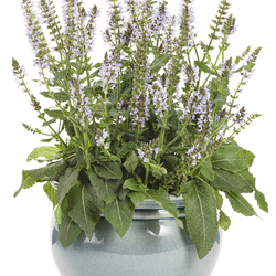 Color Spires Crystal Blue Sage