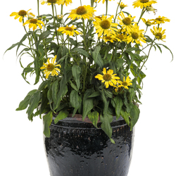 Yellow My Darling Coneflower