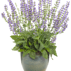 Color Spires Azure Snow Hybrid Sage