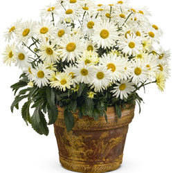 Banana Cream Shasta Daisy