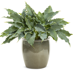 Shadowland Waterslide Hosta
