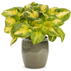 Etched Glass Hosta