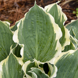 Leaves of Shadowland Hope Springs Eternal Plantain Lily