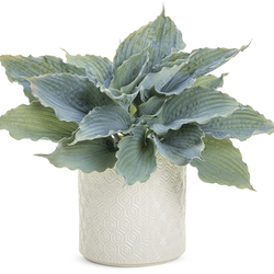 Diamond Lake Hosta