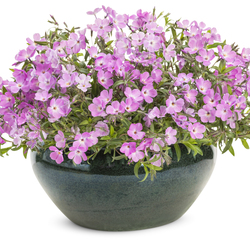 Rose Sprite Phlox