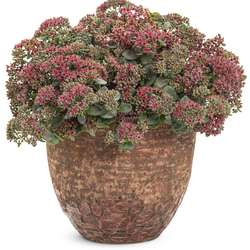 Superstar Rock 'n Grow Superstar Stonecrop
