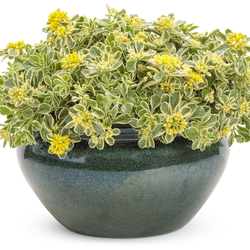 Rock 'N' Grow Boogie Woogie' Stonecrop