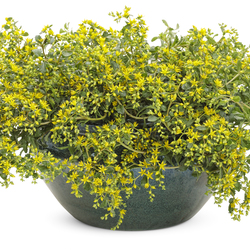 Rock 'n Low Yellow Brick Road Stonecrop