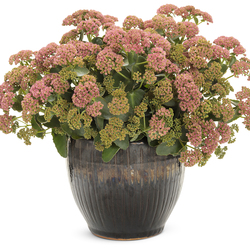 Rock 'N Grow CoralJade Stonecrop