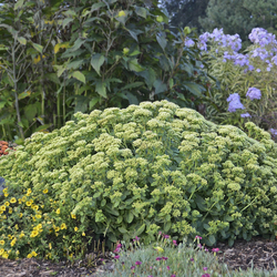 Lemonjade Sedum