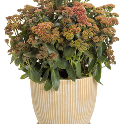 Rock 'N Grow Tiramisu Stonecrop