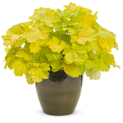 Primo Pretty Pistachio Coral Bells