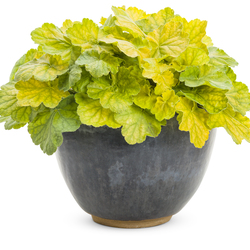 Primo Pretty Pistachio Coral Bells