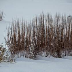 Prairie Winds Blue Paradise Switchgrass, in winter