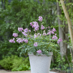 Pink Diamonds Fern-Leaved Bleeding Heart