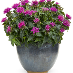 Pardon My Pink Bee Balm