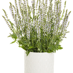 Perfect Profusion Woodland Sage