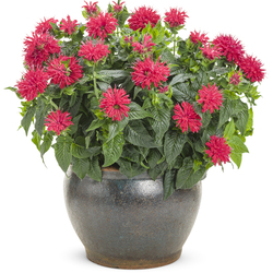 Pardon My Cerise Bee Balm