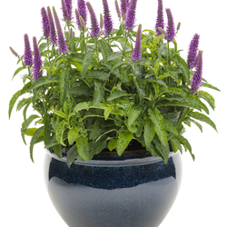 Magic Show Purple Illusion Speedwell