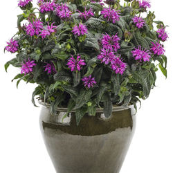 Leading Lady Plum Bee Balm