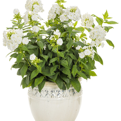 Luminary Backlight Tall Garden Phlox