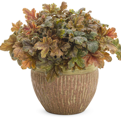 Fun and Games Hopscotch Heucherella