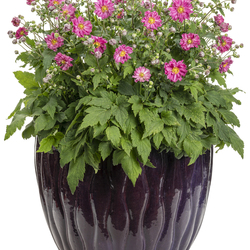 Fall in Love Sweetly Anemone