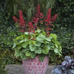 Dolce Appletini Coral Bells