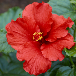 Flower of Hollywood First To Arrive Hibiscus