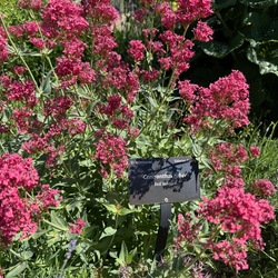 Red Valerian, in bloom