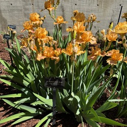 Butterscotch Blush Daylily, in bloom