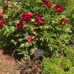 Scarlet Heaven Itoh Peony, in bloom