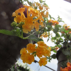 Lantana camara ?