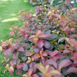 Midnight Sun Weigela