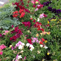 Snapdragons with Pansies