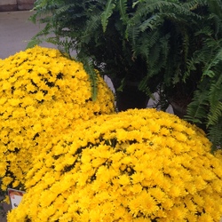 Garden Mums & Fern