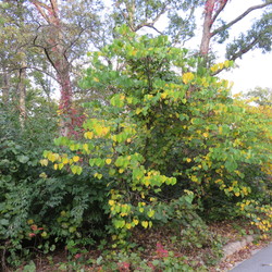 Eastern Redbud, starting to turn