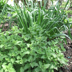 Blue Wonder Catmint w/ Daffodils